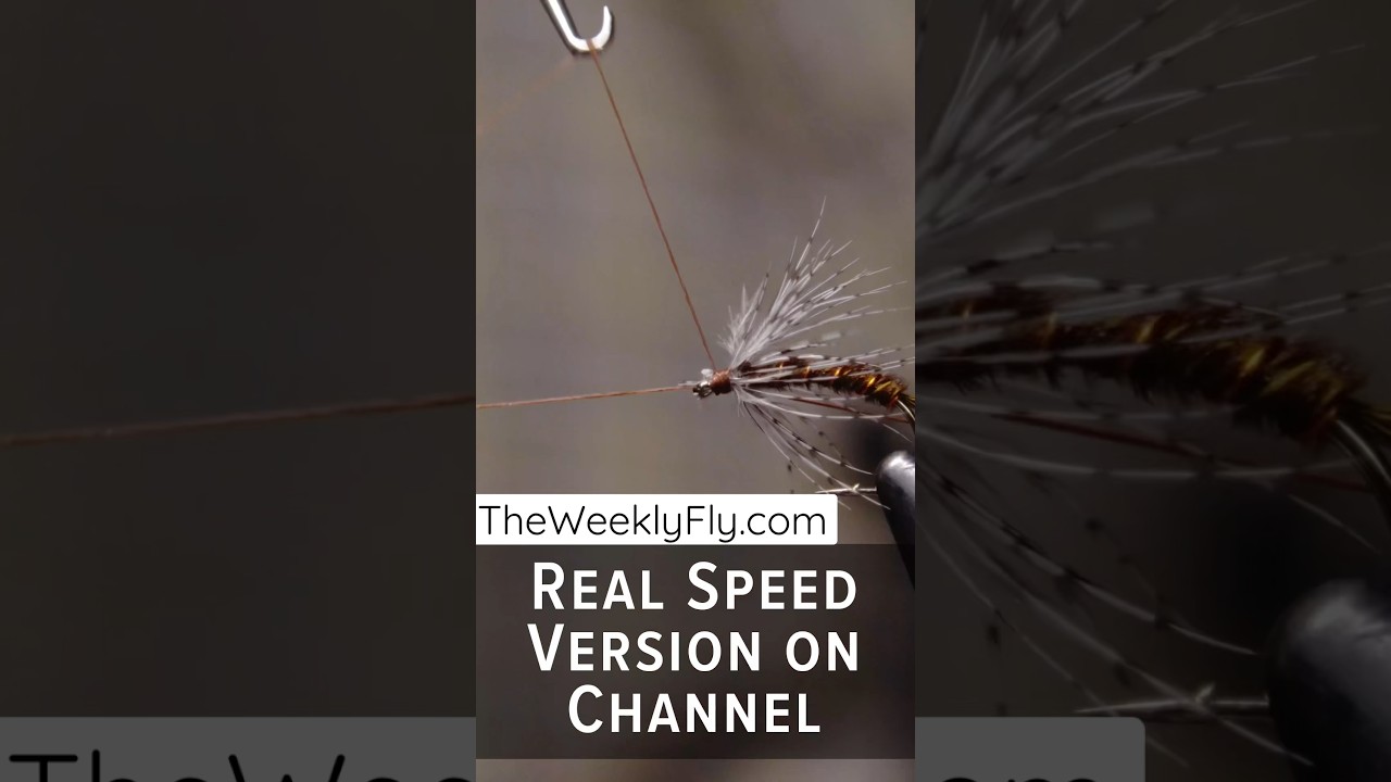 Reel Fast #flytying - March Brown Soft Hackle -Matt Willhelm- slower version on site.