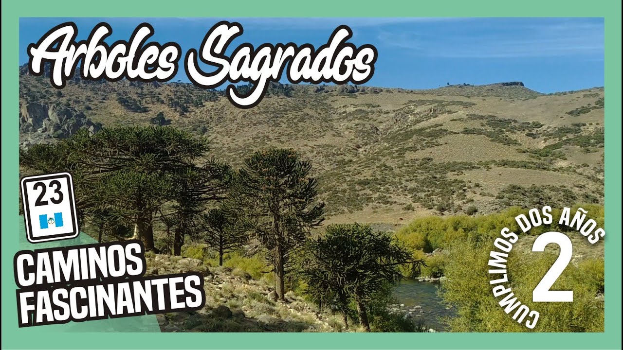 Rumbo a VILLA PEHUENIA conocí la ARAUCARIA patagonica. NEUQUEN|ARGENTINA