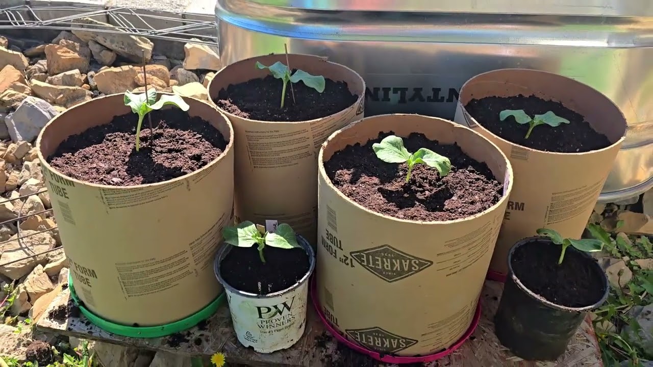 Up-Potting The GIANTS! _ Driveway Flowers! // Whitt Acres