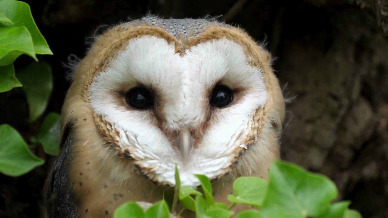 The Barn Owl: Close Up HD Footage (Tyto alba) #birdwatching #ukbirding #UKBirdingLife