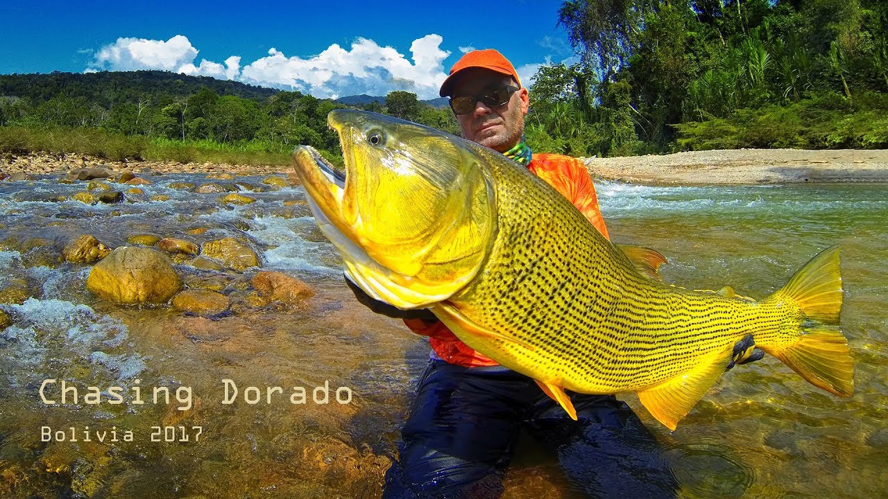 Chasing Dorado - Bolivia '17