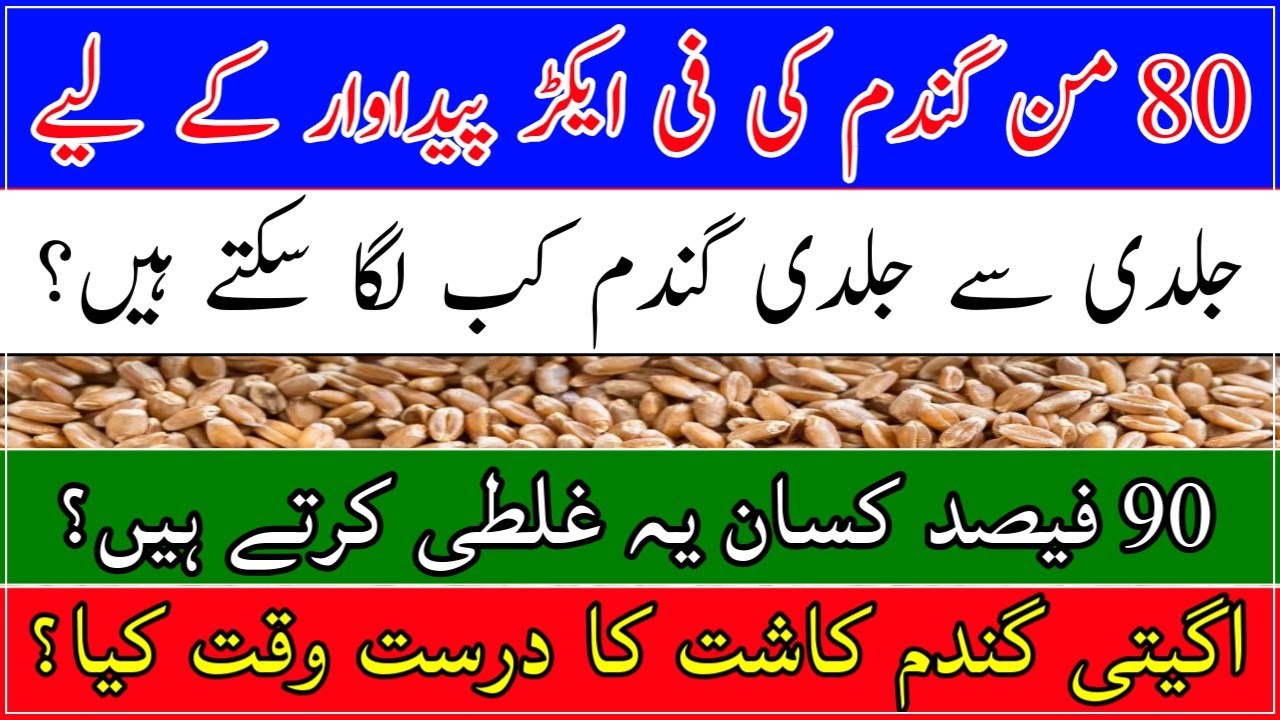 Early wheat sowing| number wheat crop| wheat production technology| گندم کی ڈھیری کاشت کب کریں؟