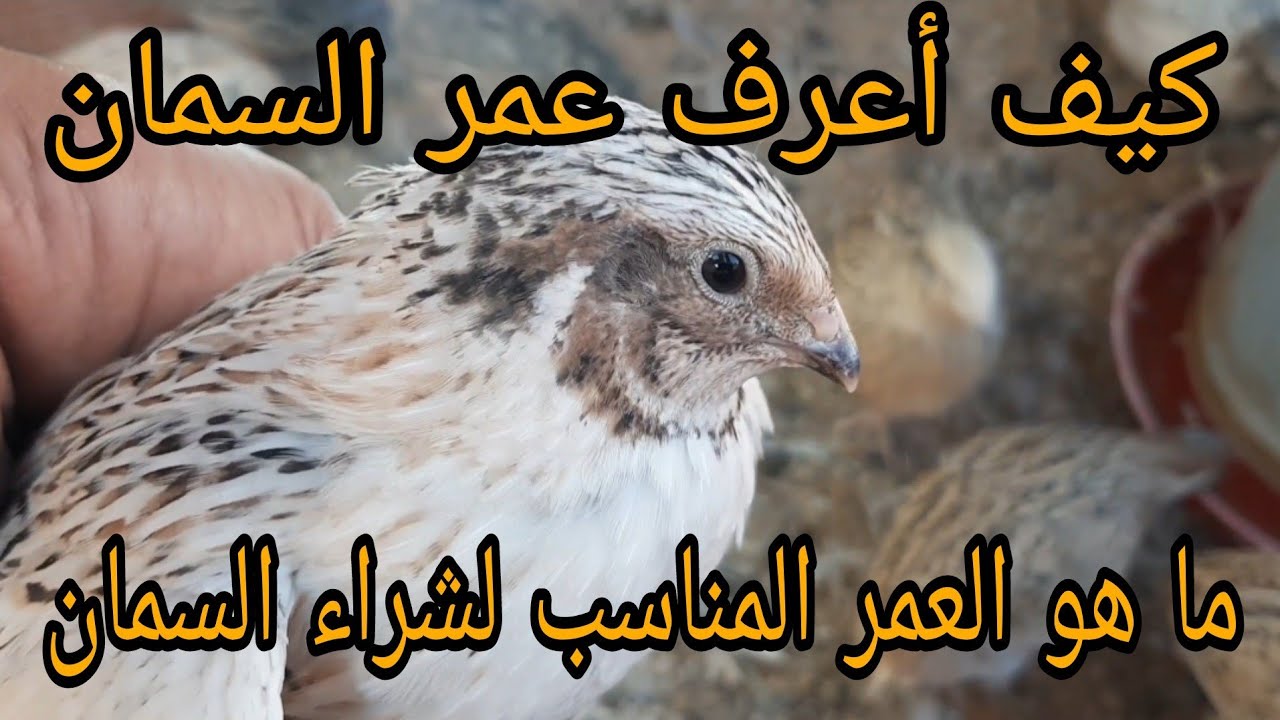 كيف أعرف عمر السمان؟ وما العمر المناسب لشراء السمان؟