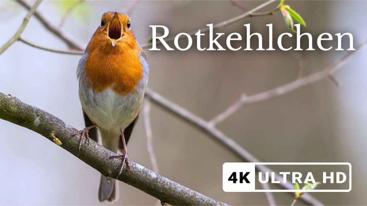 Rotkehlchen Gesang – Entspannende Vogelklänge Europas