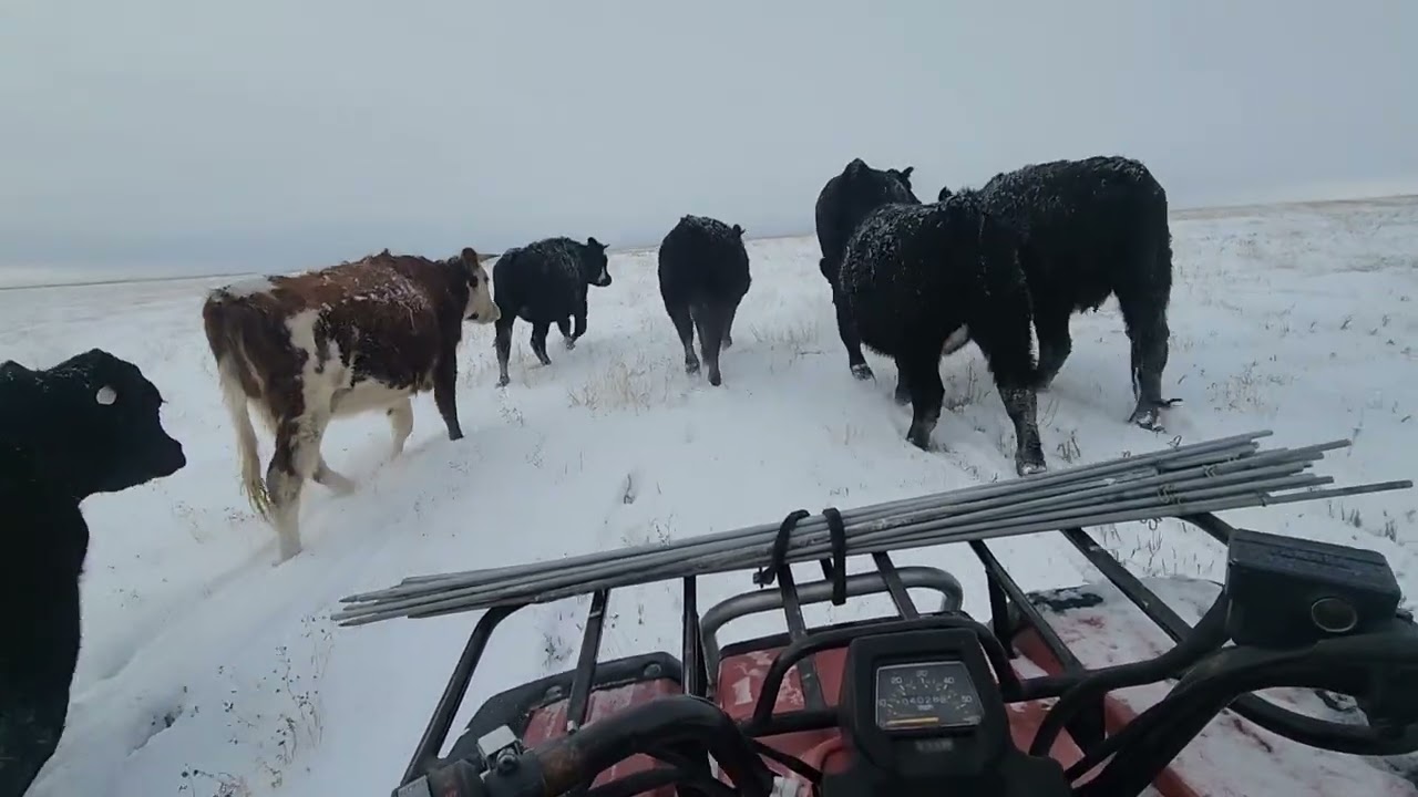 Cattle drive meditation! 