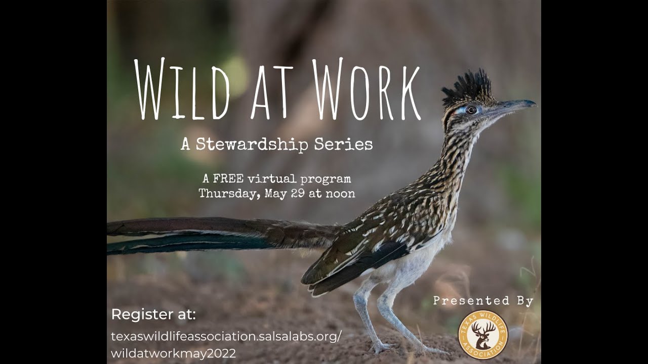 How Monitoring Informs Wildlife Management