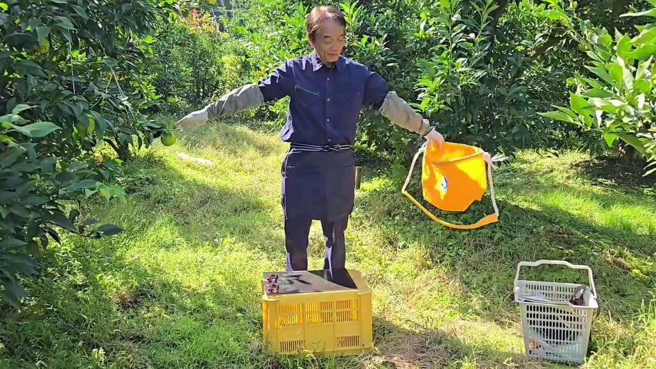 ゆず作業マニュアル～収穫編～