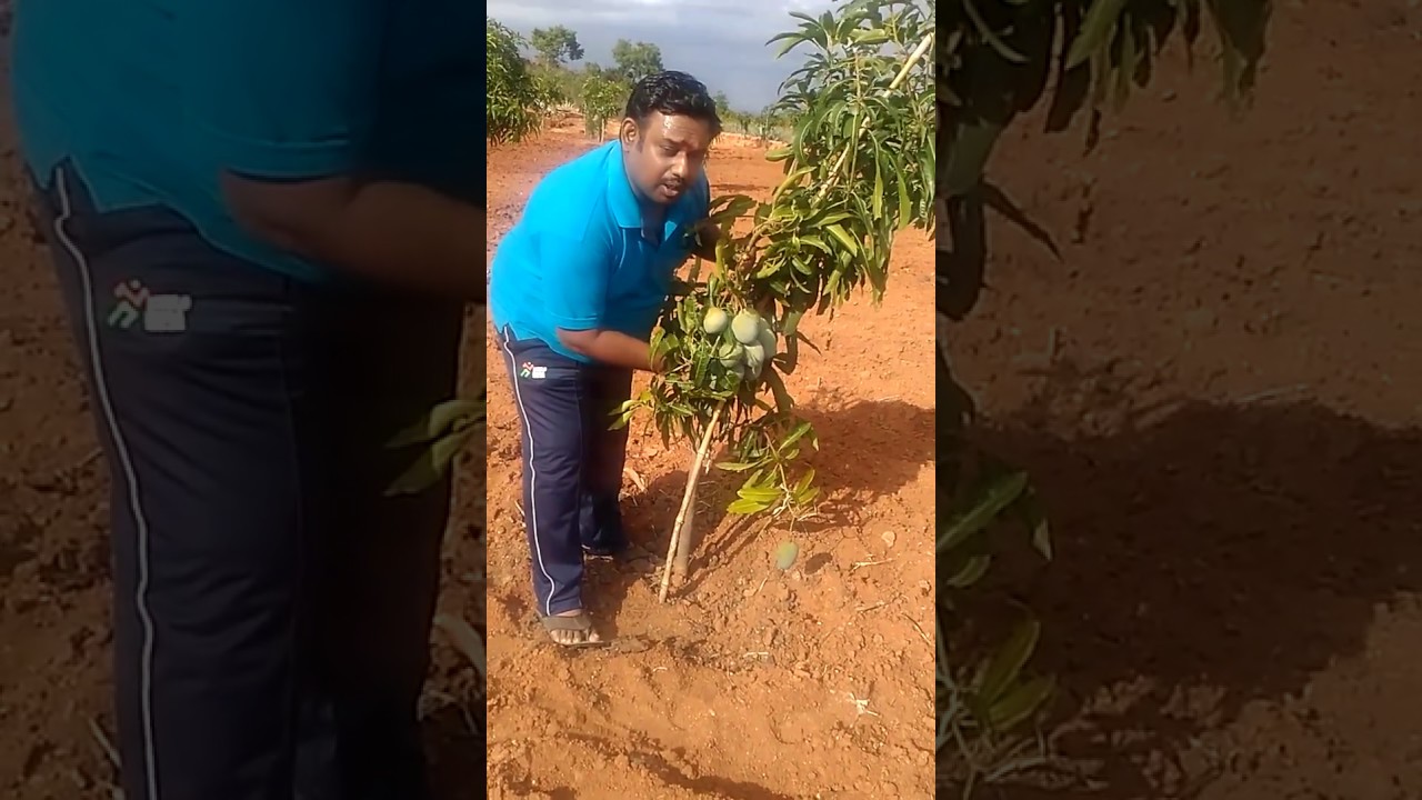 Mango plantation 25+ mango in single bunch ,2 year plant starts yielding