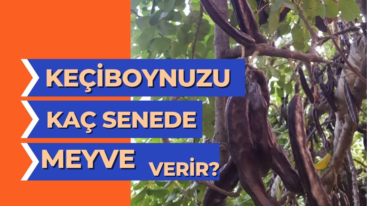 Keçiboynuzu (harnup) Kaç Senede Meyve Verir? #tropikaltoprakalanya
