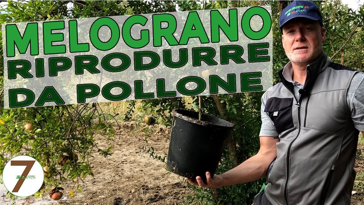 Melograno riprodurre da Pollone