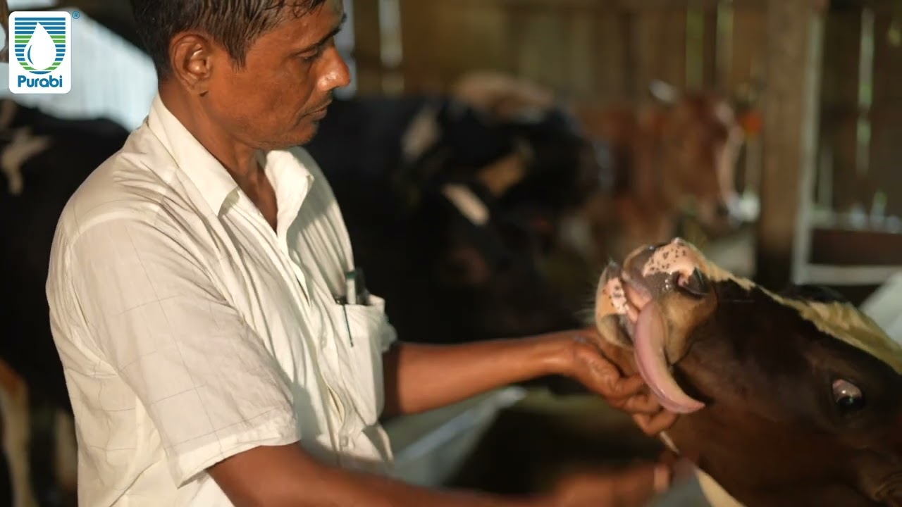 Celebrating Purabi Dairy Farmers: Ep 5 to National Milk Day