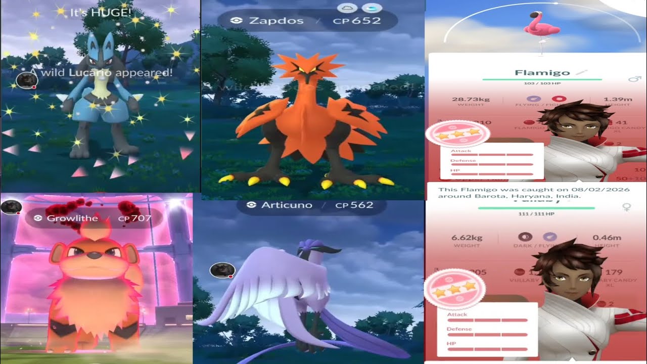 Flamigo 💯 & 12 Km Eggs 💯 2 wild Lucario 2 Galarian Birds & More in Pokemongo #pokemon#pokemongo 