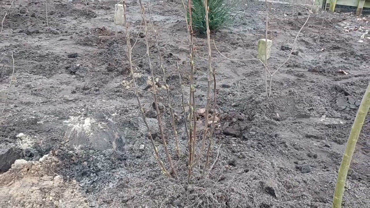 Inplanten van een singel met inheemse bomen en struiken.