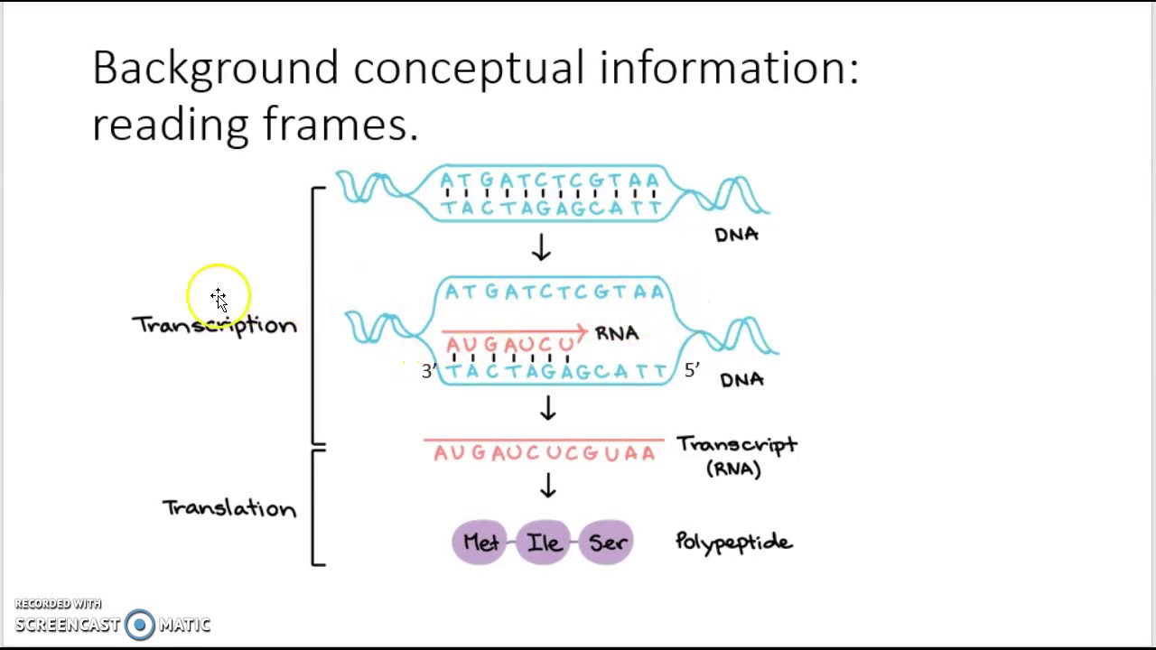 Genome Annotation, Sequence Conventions and Reading Frames