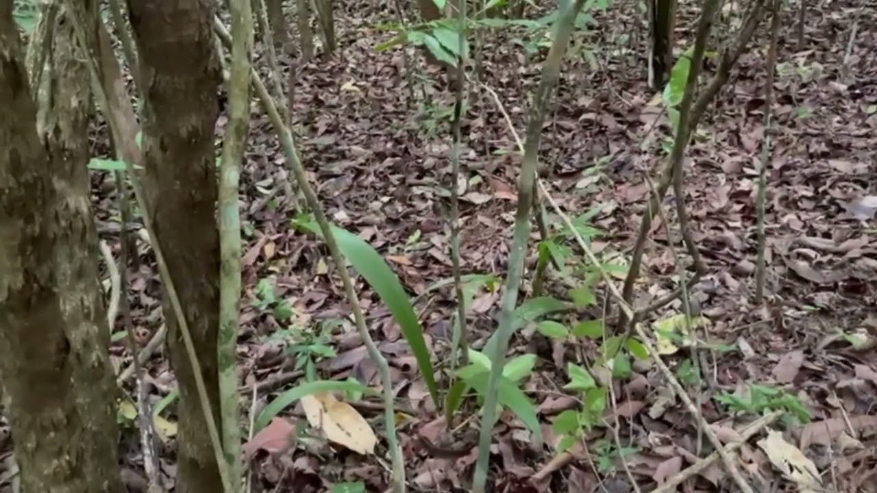 Ca&ccedil;ada na varrida com resultado!