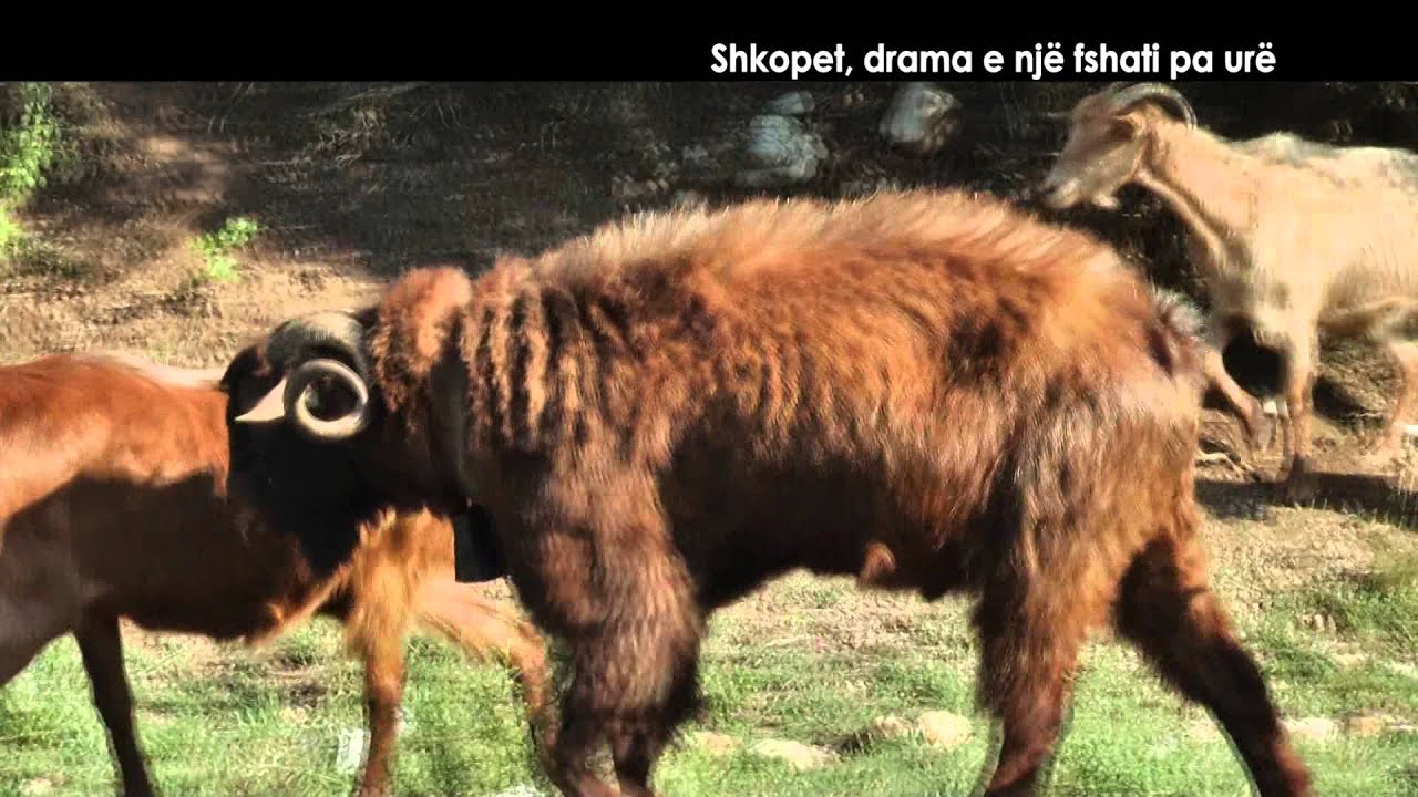 Veri - Jug - Shkopet, drama e një fshati pa urë
