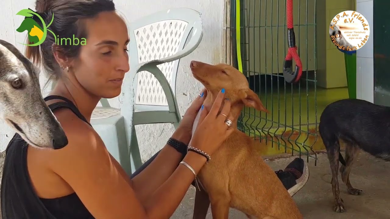 Hermes, junger Podenco Andaluz hat sein Zuhause gefunden