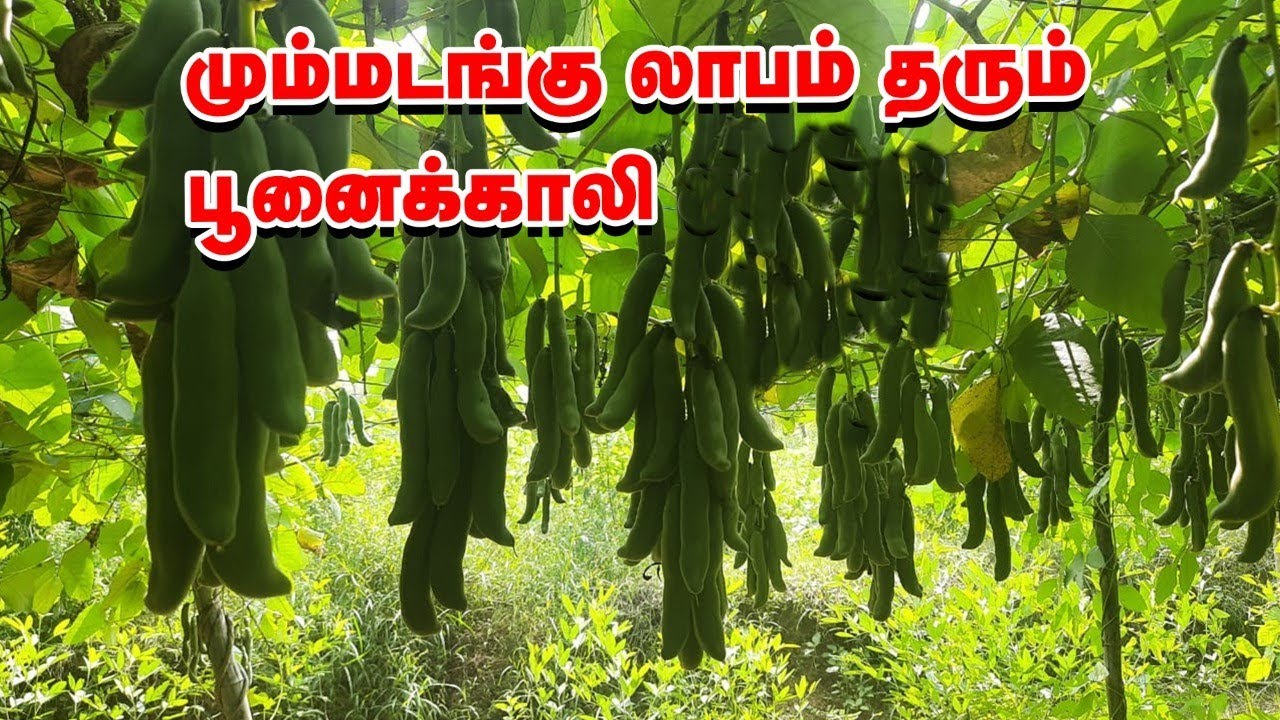 1 முறை நட்டால் 3 வருடம் காய்க்கும் பூனைக்காலி சாகுபடி!