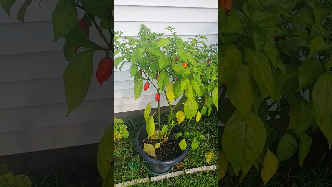 #pepperman