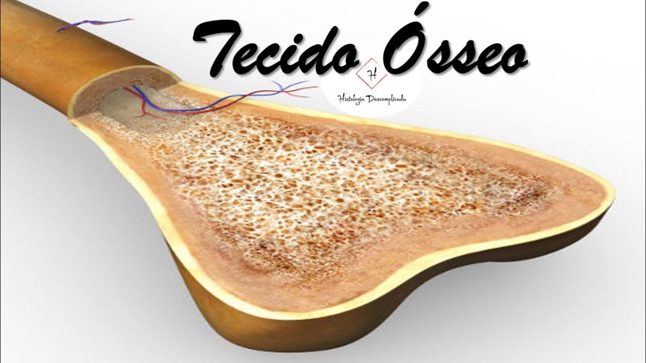 Tecido Ósseo