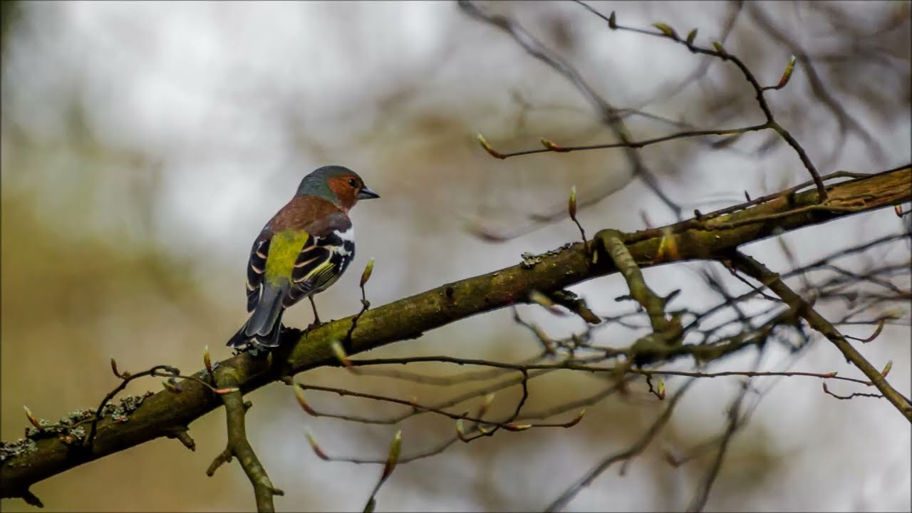 Zięba / Chaffinch