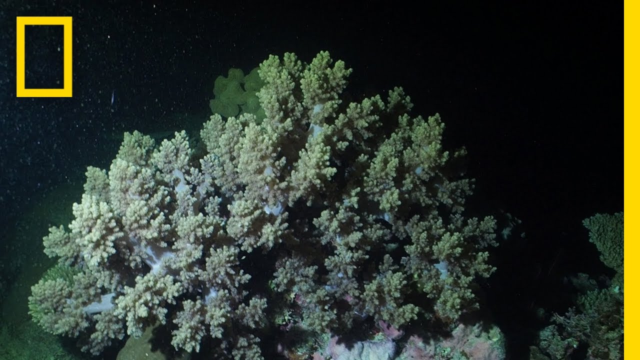 See 'Underwater Snowstorm' of Coral Reproducing | National Geographic