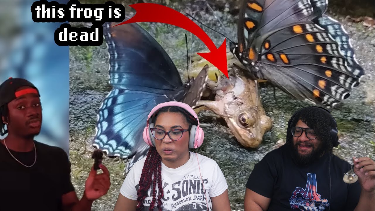 Почему стоит бояться бабочек | Casual Geographic Reaction