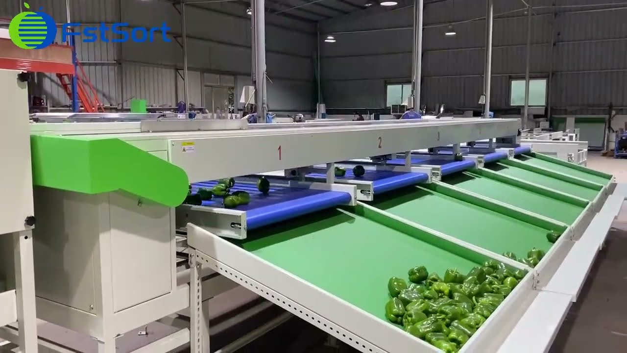 Green pepper washing sorting machine, Capsicum washing grading