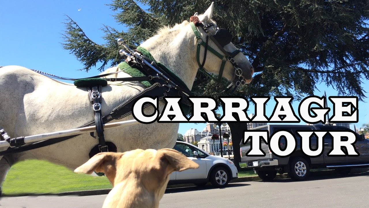 Dog Travel - Horse Drawn Carriage Tour