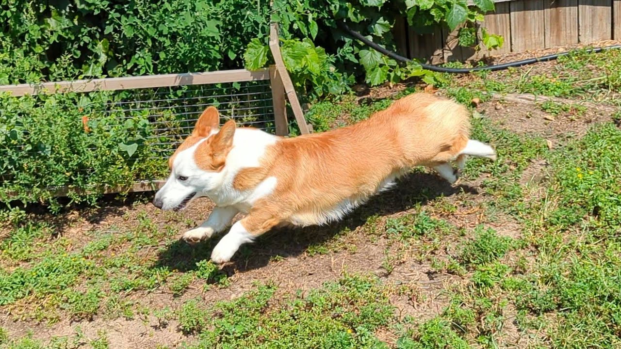 Harper Zoomies in the Garden