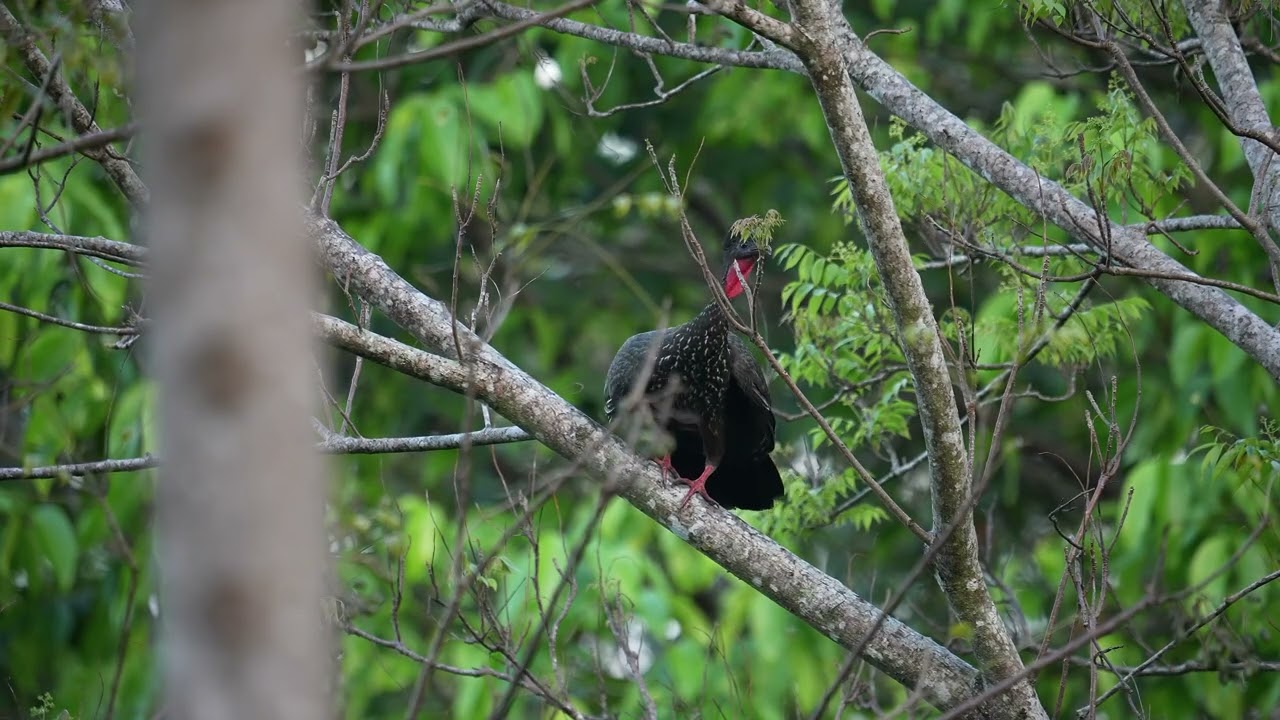 Crested Guan