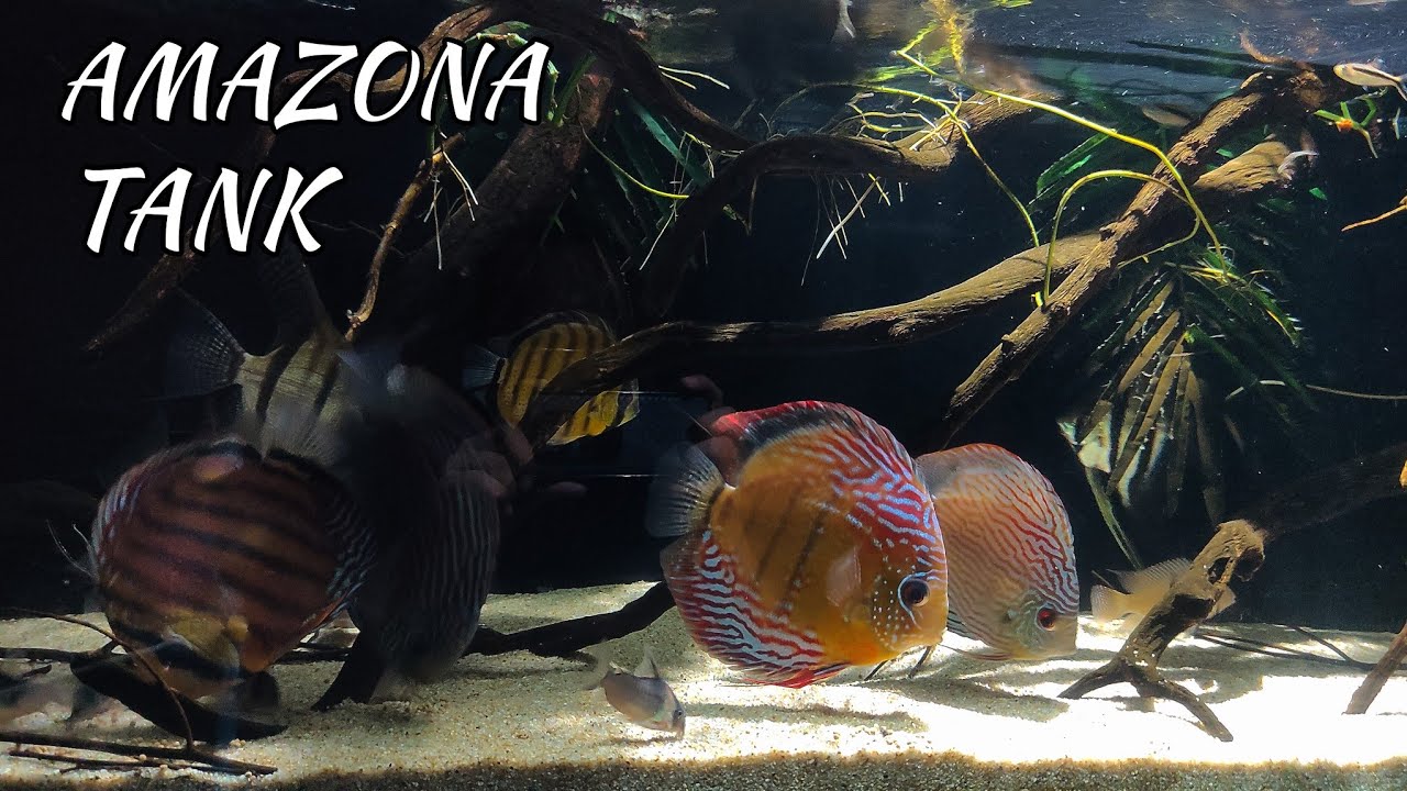 Wild + Domestic Discus Tank