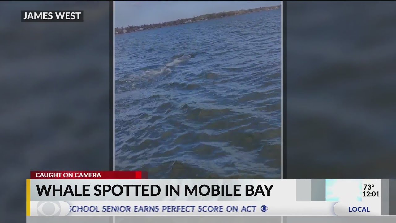 Sperm Whale sighting in Mobile Bay