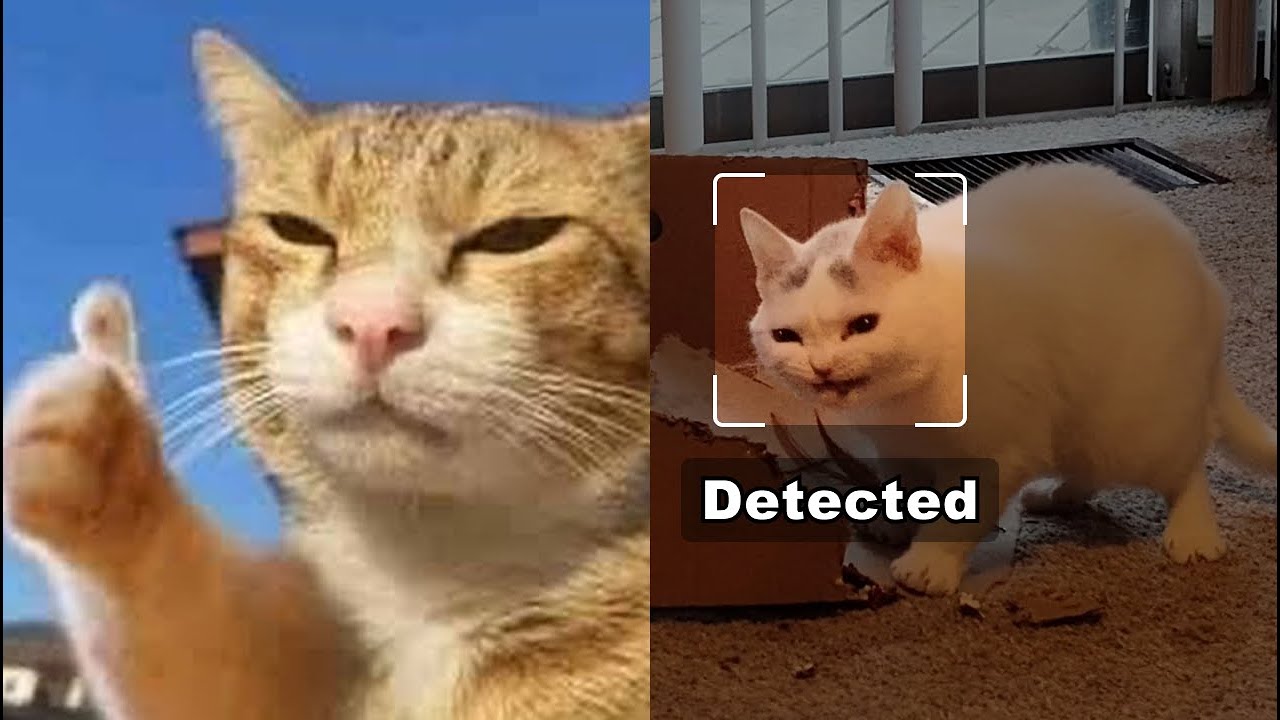 Silly cats detected