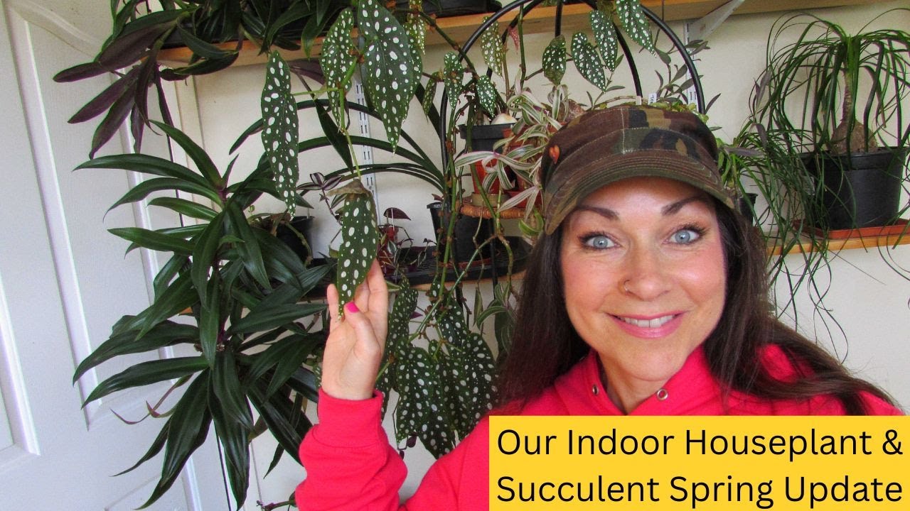 Our Indoor Houseplant & Succulent Collection Spring Update - Part One