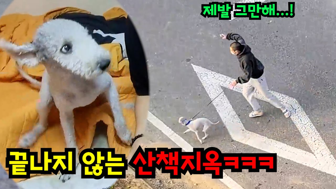 조지 산책으로 조지기ㅋㅋㅋ