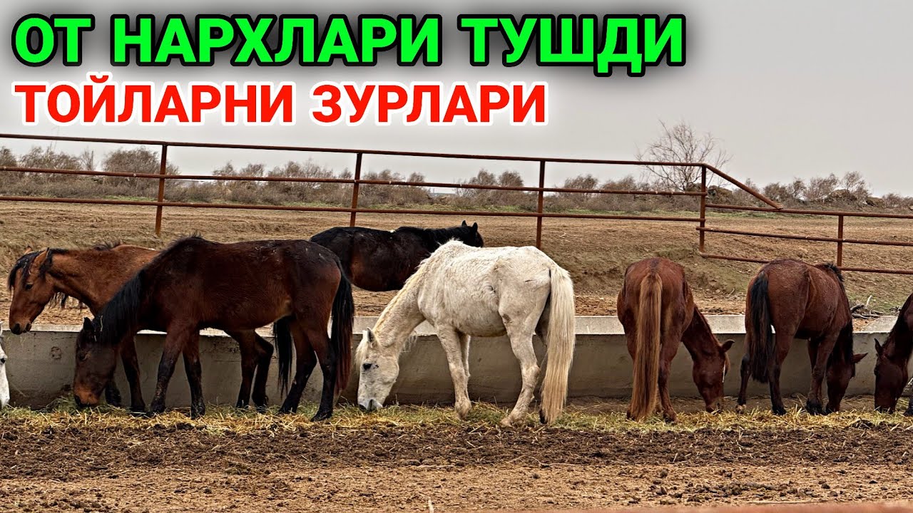От нархлари! Минималган тойлар сотувда ☎️(95)097 2606 ☎️(99)343 0002