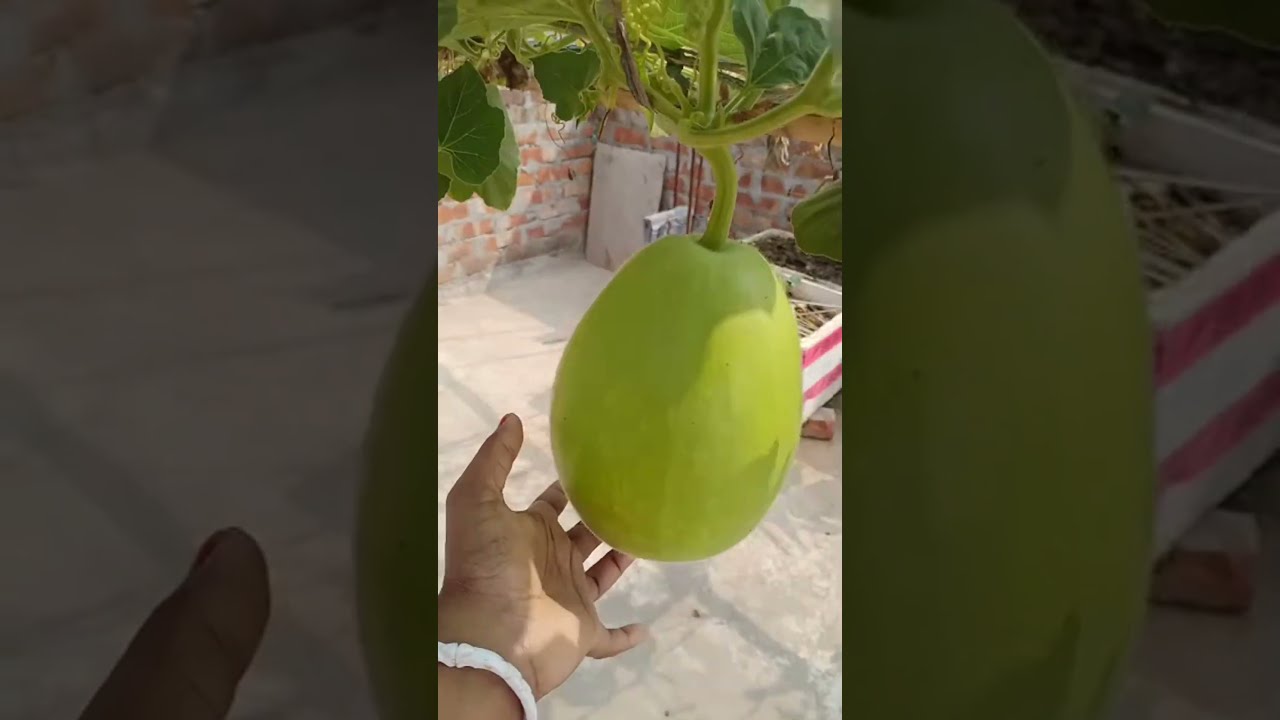বন্ধুরা লাইভে চলে এলাম এসো#shortvideo #ছাদ বাগান #লাউ
