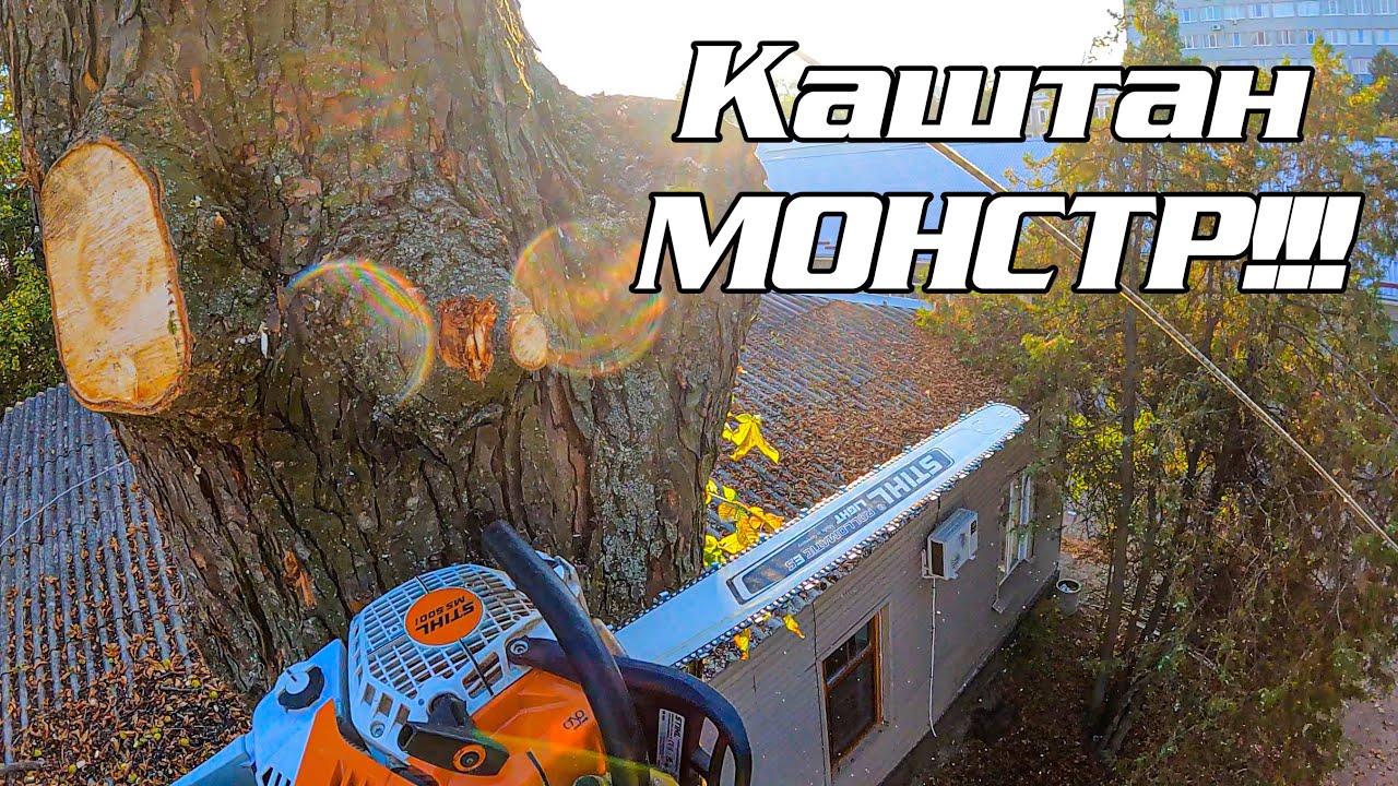 Каштан 1 метр діаметром!!!