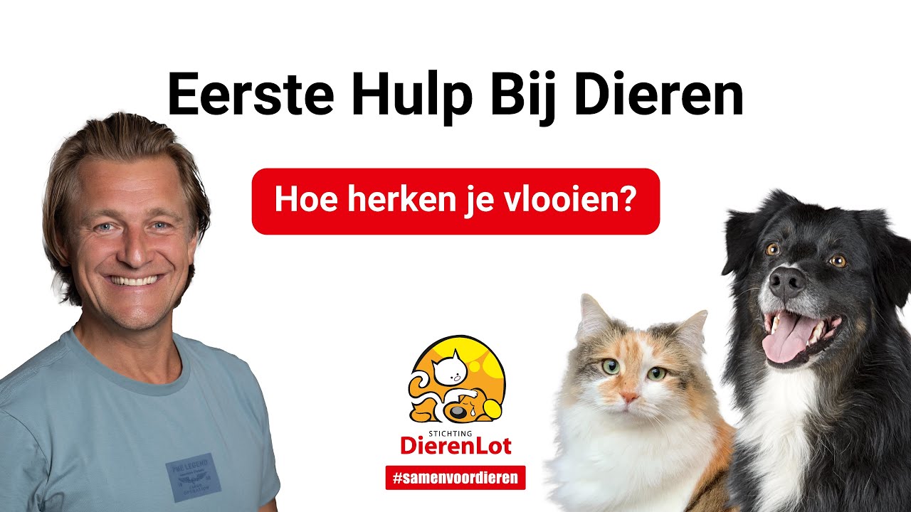 Hoe herken je vlooien?