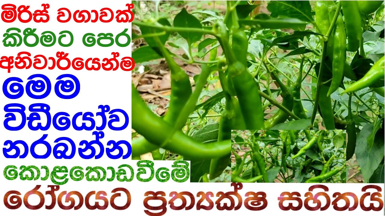 මිරිස් වගාවෙන් ඉතාම සාර්ථක අස්වැන්නක් ලබා ගැනීම සදහා