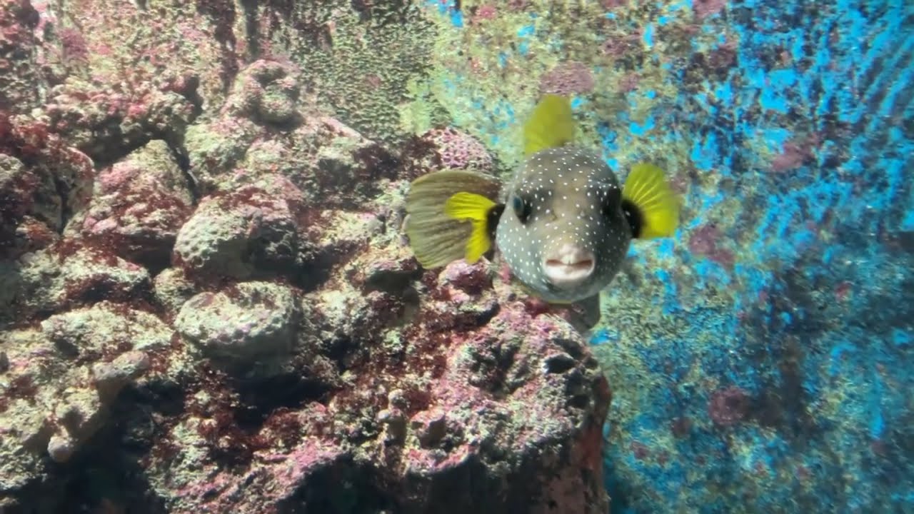 Fish in the National Aquarium of New Zealand, Marine Parade, Napier