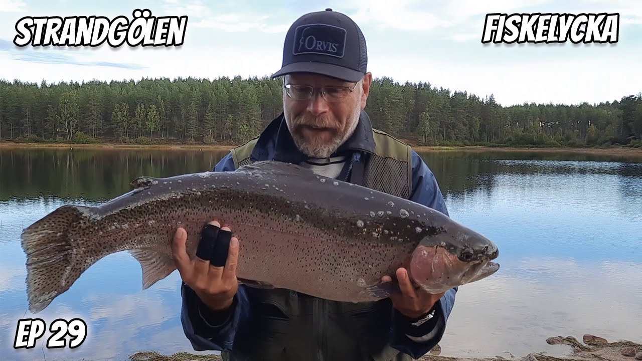 Rekord Stor Regnbåge På Flugfiske i Strandgölen | Fiskelycka | Ep 29