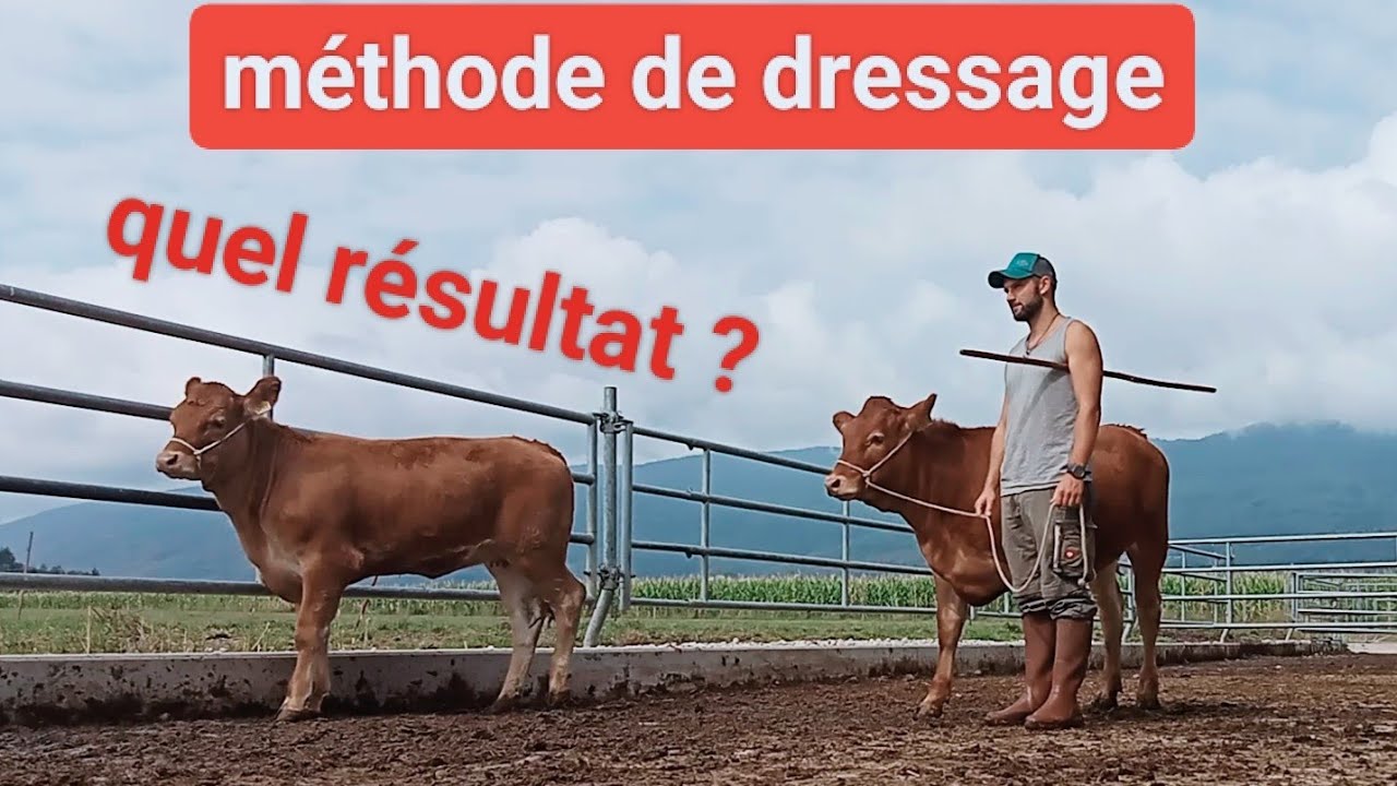 méthode de dressage bovin!