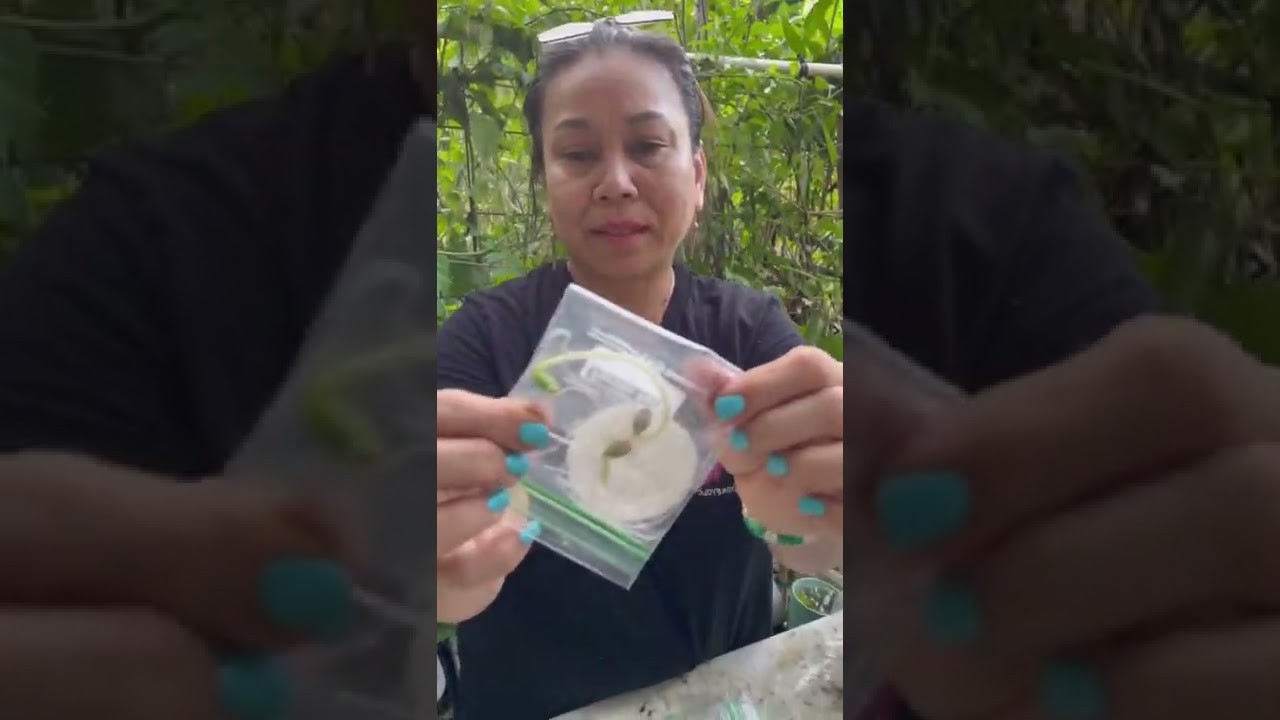 Как посадить тыкву из семян! 🌱 #тыква #летняятыква #шорты
