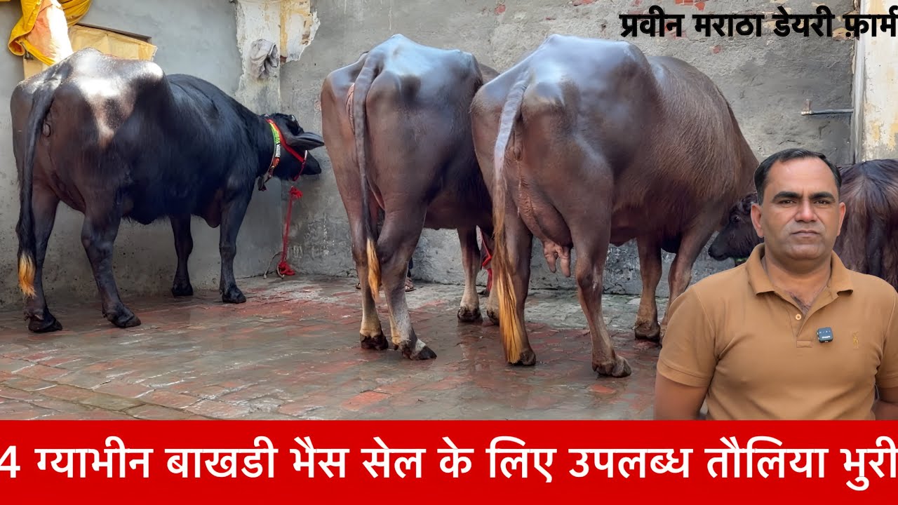 4 ग्याभीन बाखडी भैस सेल के लिए उपलब्ध तौलिया भुरी Parveen Maratha Dairy Farm ✅