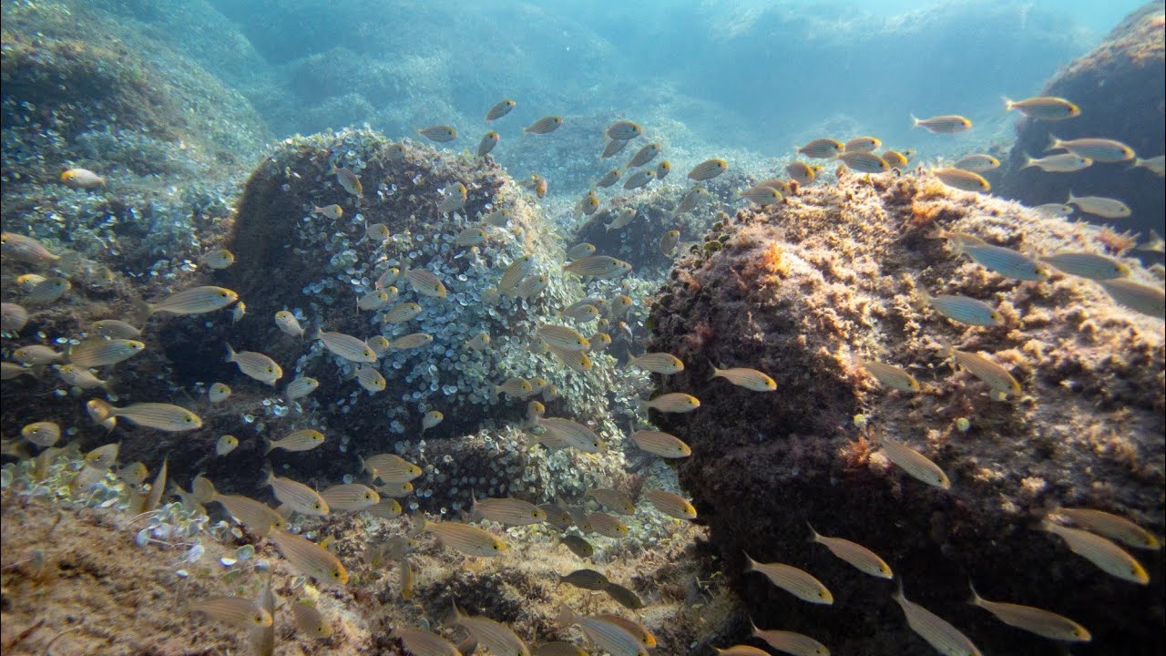 2024 July, Bergeggi (SV), Italy - Diving