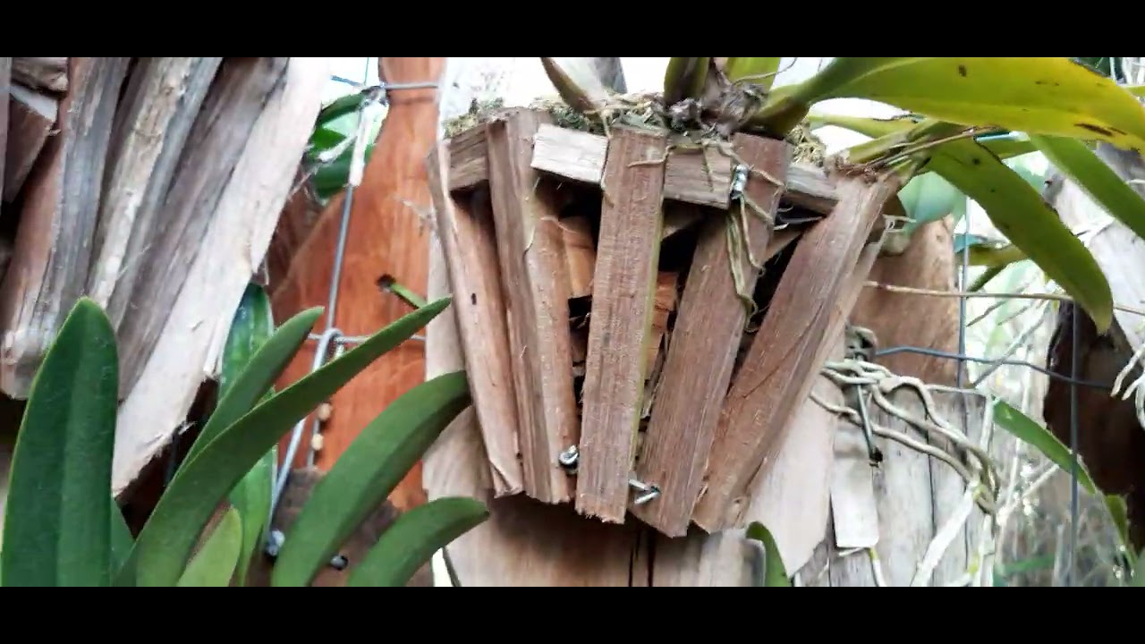 visita ao orquidario sansao do campo  parte 2
