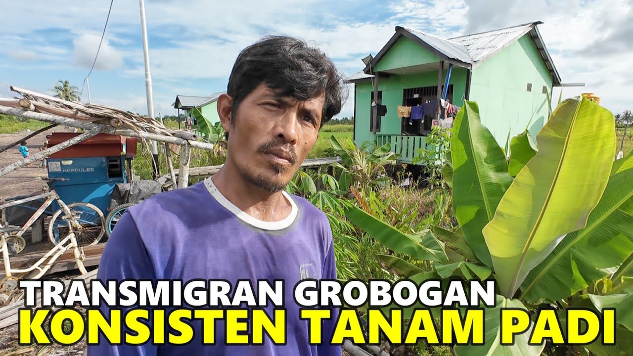 TANTANGAN PAK MARDIANTO FOKUS TANAM PADI DI LAHANNYA; PETANI TRANSMIGRASI GROBOGAN DI SP10 BULUNGAN