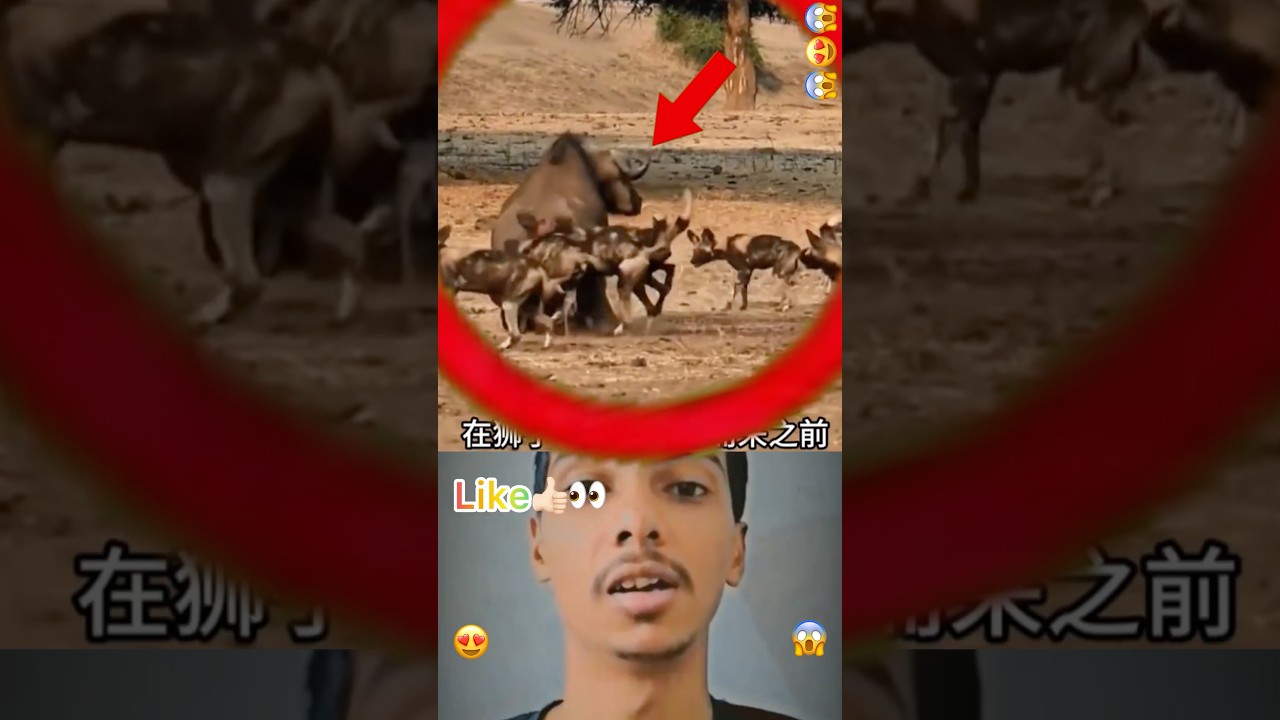 #animals